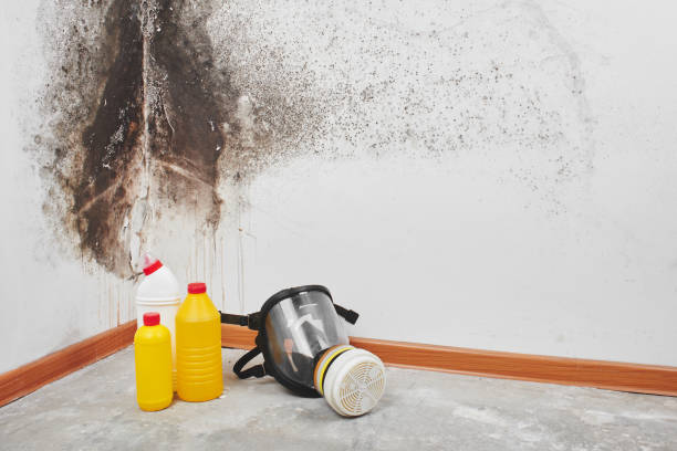 Best Certified Mold Removal  in Tomball, TX