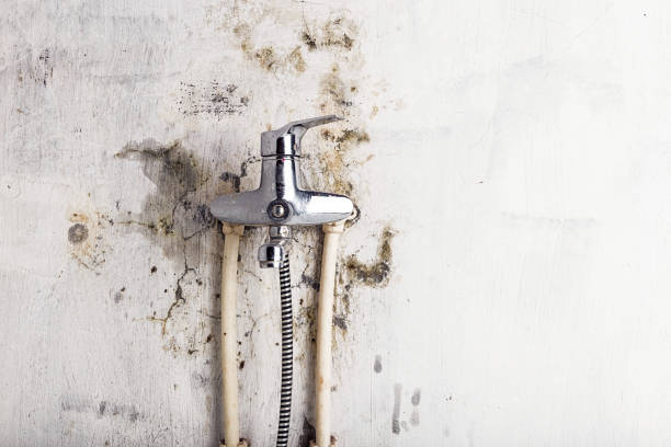 Best Black Mold Removal  in Tomball, TX