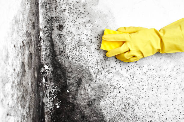 Best Mold Testing  in Tomball, TX