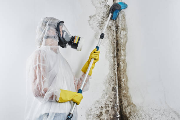Best Mold Remediation Experts  in Tomball, TX