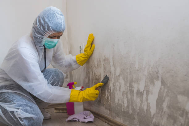 Best Mold Remediation Services  in Tomball, TX