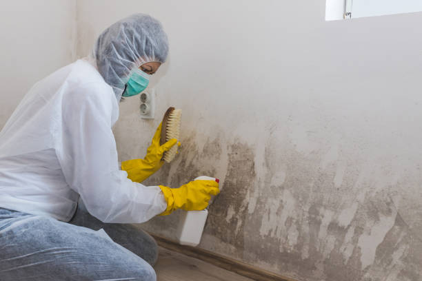 Best Local Mold Removal Service  in Tomball, TX
