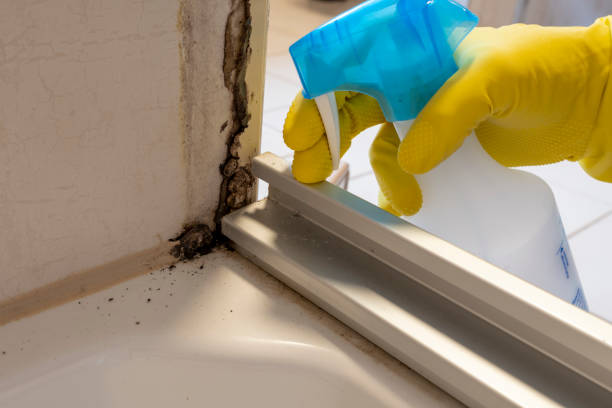 Best Commercial Mold Removal  in Tomball, TX