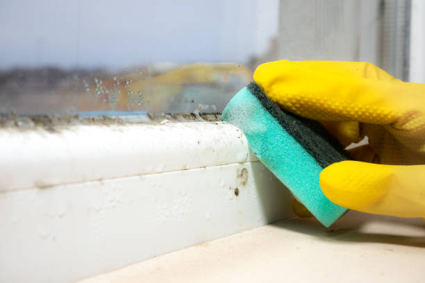  Tomball, TX Mold Removal Pros