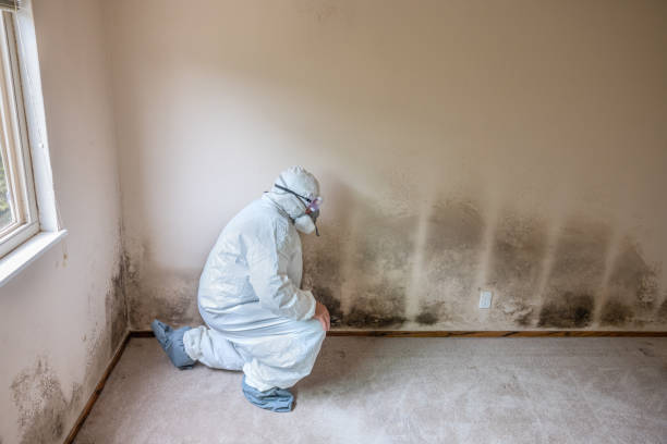 Mold Testing and Removal in Tomball, TX