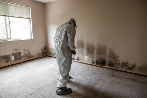 Best Fast Mold Removal  in Tomball, TX