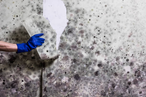 Best Commercial Mold Removal  in Tomball, TX