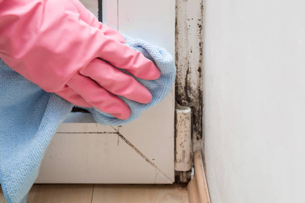 Best Home Mold Removal  in Tomball, TX
