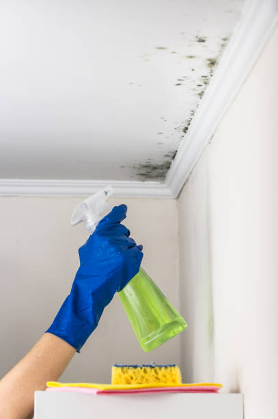 Best Same-Day Mold Removal  in Tomball, TX