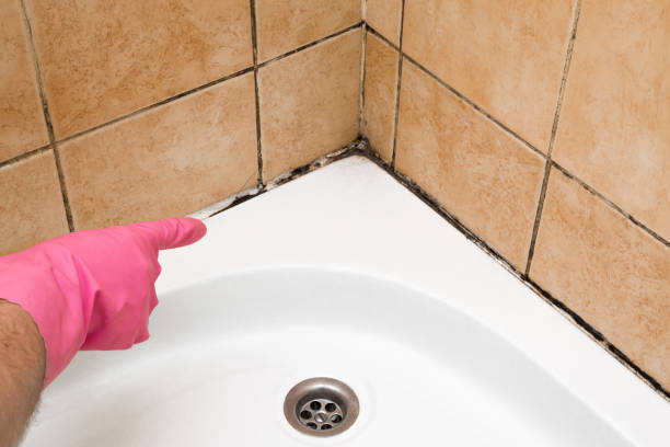 Best Professional Mold Removal  in Tomball, TX