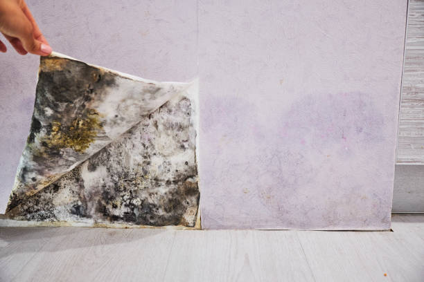 Best Mold Damage Repair  in Tomball, TX